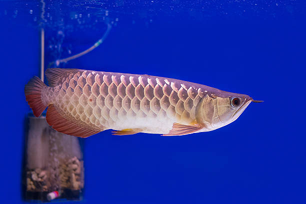 istock Arowana Fish in aquarium tank 480036258