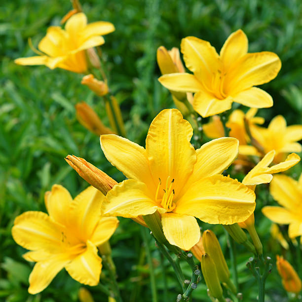 istock Yellow Lily Flowers in the Garden 480036420