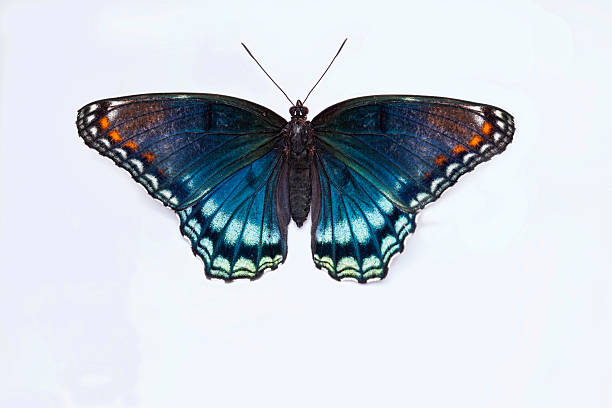 Macro of Butterfly A red-spotted purple butterfly, Limenitis arthemis astyanax, with wings spread. butterfly purple blue isolated stock pictures, royalty-free photos & images