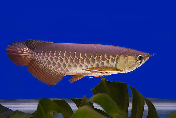 istock Asian arowana in blue background 480039434