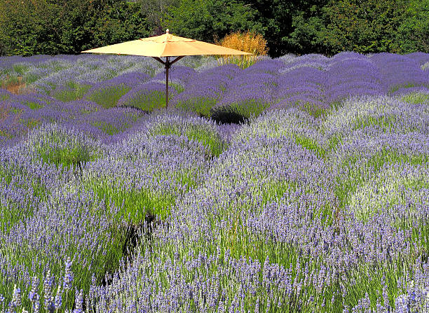 Umbrella in Lavender Field stock photo