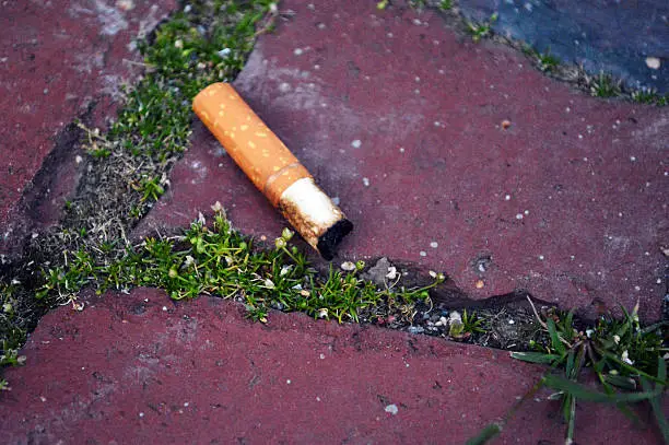 Cigarette butt littering brick path with small weedy plants between the bricks