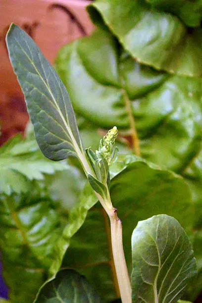 Flower and bud of swiss chard plant in container garden