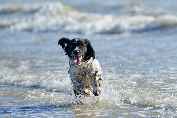 Pretty spaniel plays happily in the waves on the beach in Wales, UK.