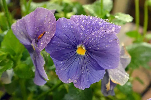 Pansy, viola or violets, after light rain