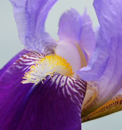 Blue Iris flower - Close-up