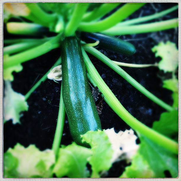 Zucchini growing on plant in summer vegetable garden.  Photographed with an iPhone.