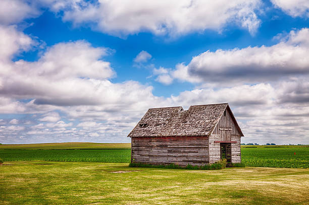 An old shed or similar kind of outbuilding on a farm in central Iowa stands before a field of early corn.