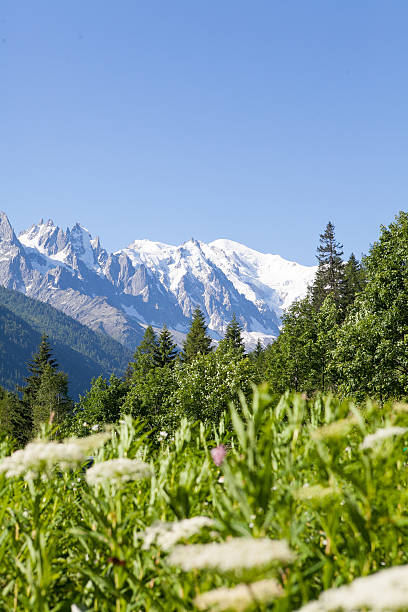 Aiguille du Midi, Chamonix Scenic shot over the pine forests of Chamonix looking out over the snow capped Mont Blanc Mountain. The Aiguille du Midi is visible in the foreground. auvergne rhône alpes stock pictures, royalty-free photos & images