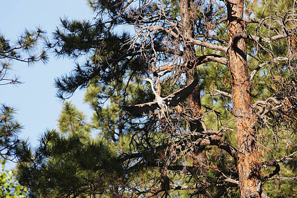 istock Great Blue Heron Ardea herodias 480049460