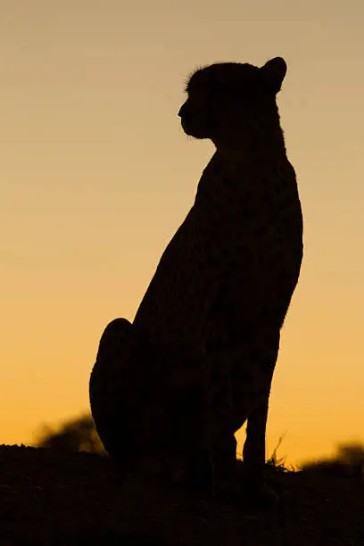 Female Cheetah silhouette looking to the left South Africa