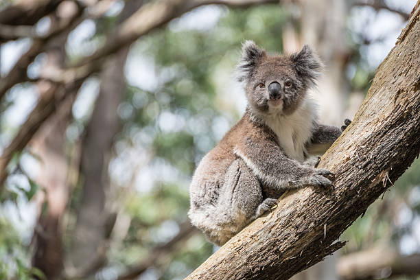 istock Koala wildlife in Oatway national park, Australia. 480051536