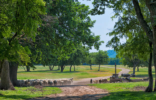 istock Herd of sheep on the watering place 480051940