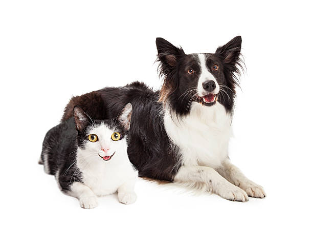istock Happy Dog and Cat Laying Together 480052304