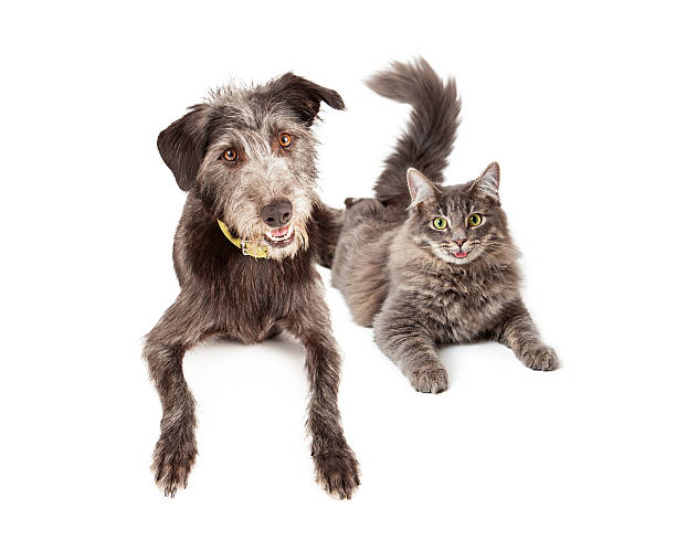 istock Happy Grey Cat and Dog Laying Together 480052306