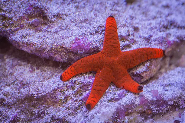 Photo of Red Fromia Starfish in underwater