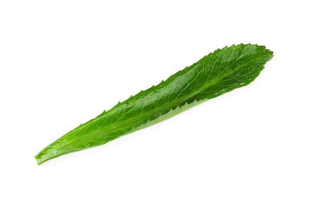 istock long coriander leaves on white background 480053156