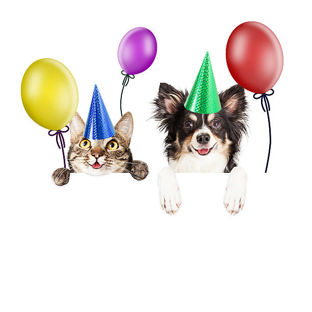 istock Party Cat and Dog Over White Banner 480053250