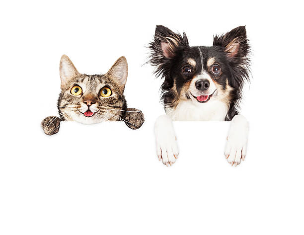 istock Happy Dog and Cat Over White Banner 480053284