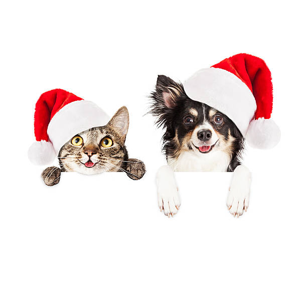 Happy Christmas Dog and Cat Over White Banner Happy and smiling tabby cat and Chihuahua crossbreed dog with paws over a blank sign wearing Christmas Santa Claus hats cat in santa hat stock pictures, royalty-free photos & images