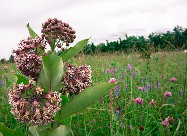 a field of flowers with milkweed growing