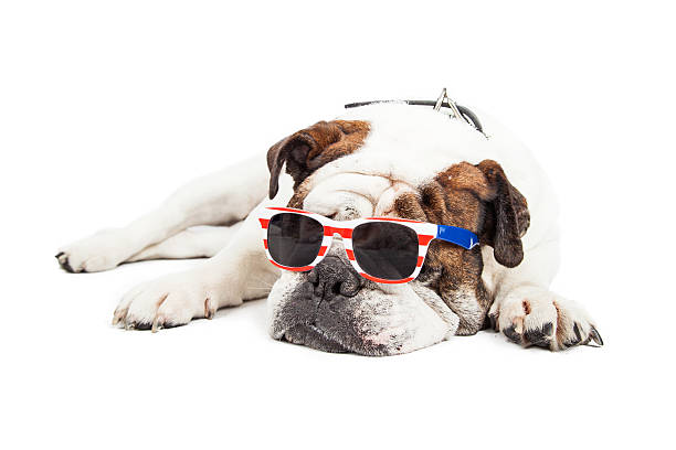 istock Bulldog Wearing American Themed Sunglasses 480053550