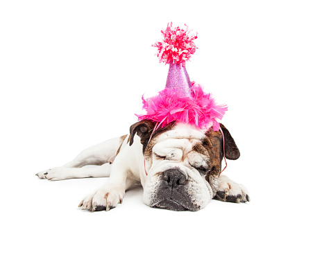 Funny photo of a tired Bulldog breed dog laying down and sleeping while wearing a fancy pink birthday hat