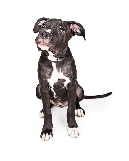 istock Adorable Puppy Looking Up for Approval 480053562