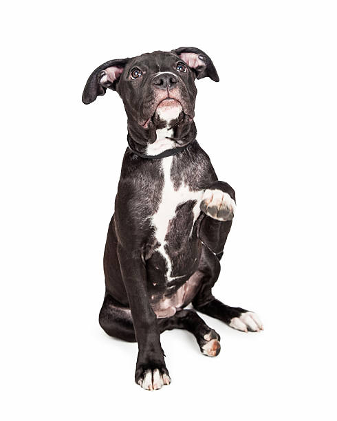 istock Adorable Crossbreed Puppy Raising Paw 480053566