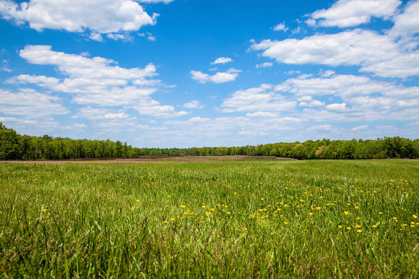 istock Open Green Field Wih Yellow Flowers 480053572