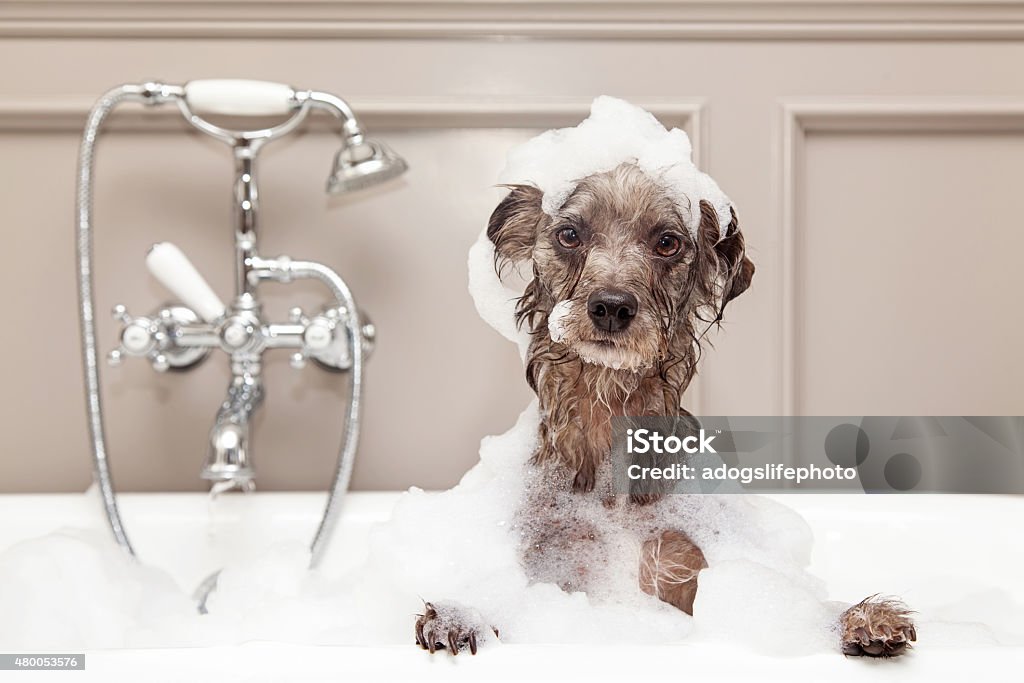 Funny Dog Taking Bubble Bath A cute little terrier breed dog taking a bubble bath with his paws up on the rim of the tub Dog Stock Photo