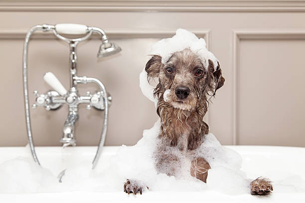 Funny Dog Taking Bubble Bath A cute little terrier breed dog taking a bubble bath with his paws up on the rim of the tub bathtub stock pictures, royalty-free photos & images