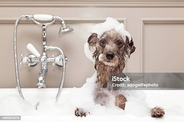 Funny Dog Taking Bubble Bath Stock Photo - Download Image Now - Dog, Bathtub, Animal Groomer