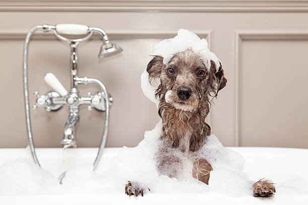 funny dog taking bubble bath - bồn tắm hình ảnh sẵn có, bức ảnh & hình ảnh trả phí bản quyền một lần
