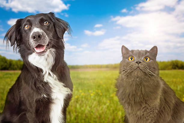 Dog And Cat in Park Close-up