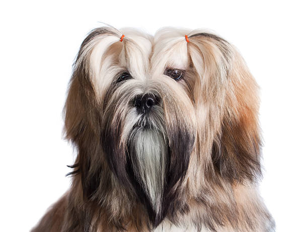 istock Portrait of lhasa apso dog 480053618