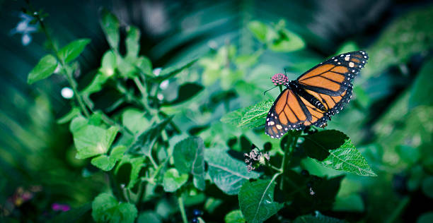 Monarch Butterfly with green background stock photo