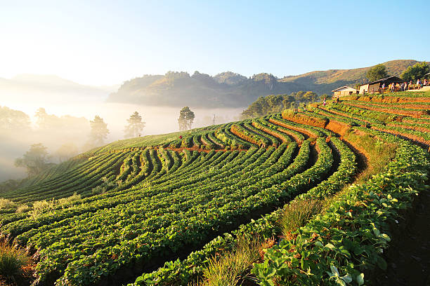 istock Doi Angkhang mountain, chiangmai, Thailand, strawberry field 480053830