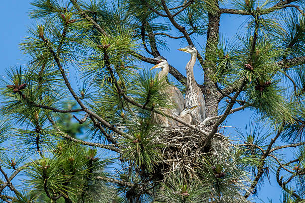 istock Herons together in a nest. 480054000