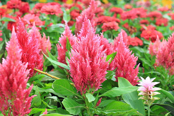 istock Colorful Flowers in the garden 480054196