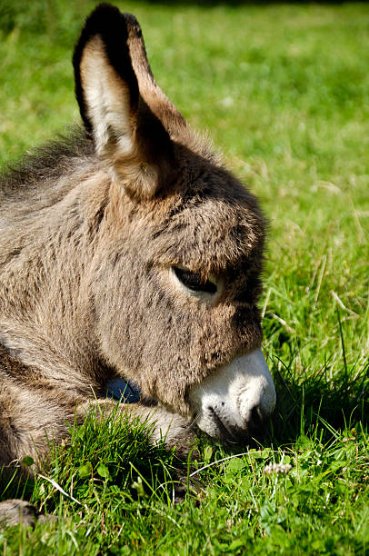 âne visage - mule animal profile animal head photos et images de collection