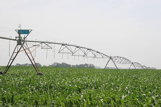 옥수수 관류 중서부 - corn crop irrigation equipment agriculture leaf 뉴스 사진 이미지