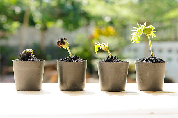 istock Small plants growing in clay pot 480056958