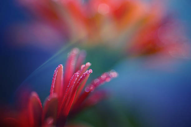istock Digital art, artistic composition red Gerbera flower, oil paint effect 480057668