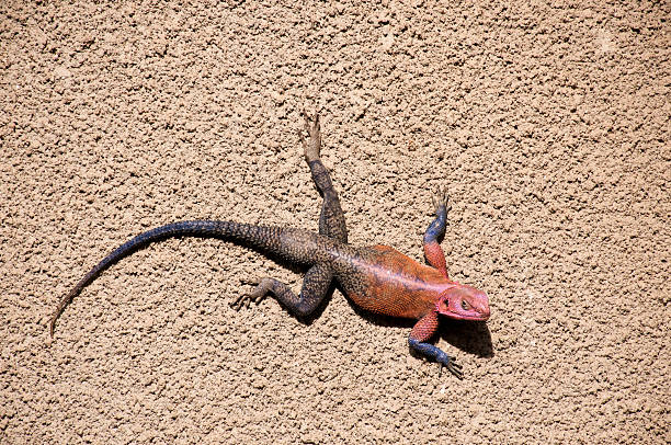 istock Male Red-headed Rock Agama, Tanzania 480058454