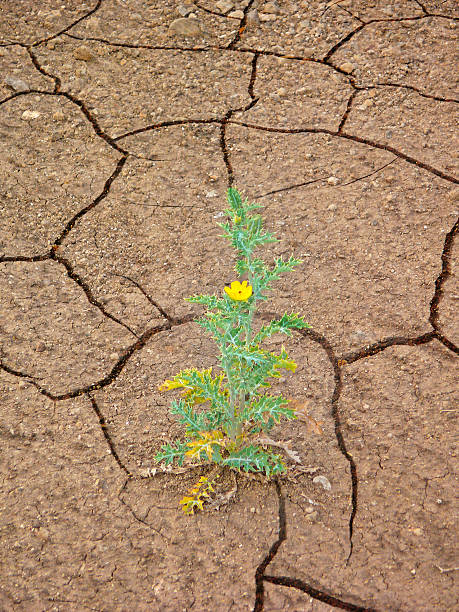 istock Plant of Argemone mexicana L., 480058519