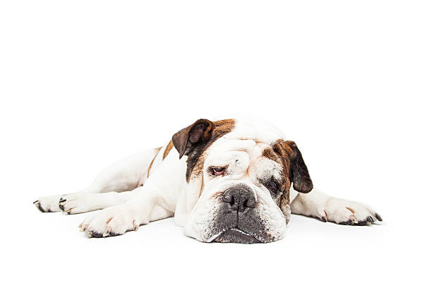 istock Tired Bulldog Laying Flat 480058590