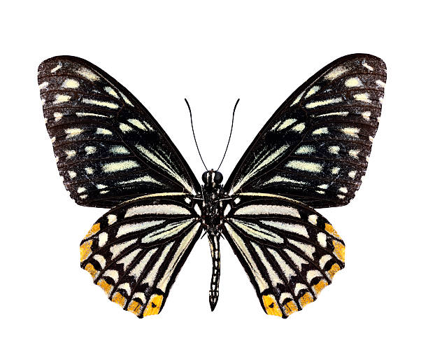 istock Common Mime Butterfly Lower wings profile isolated on white back 480060630