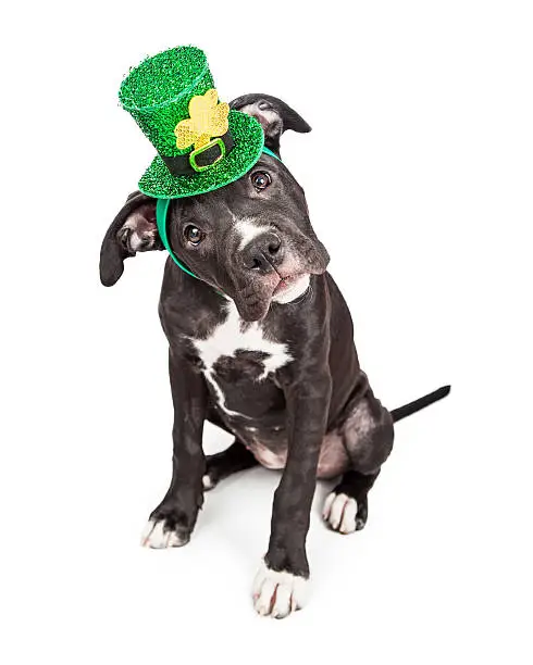 Photo of St Patricks Day Puppy Tilting Head