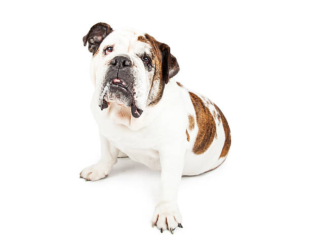 istock Senior English Bulldog Looking Up 480060656